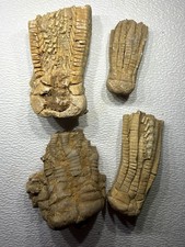 4 Crinoid Calyx & Arms Fossil Lot Alabama Bangor Limestone Mississippian lot picture