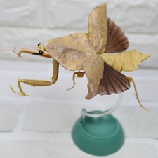 Praying Mantis Vol.2 Deroplatys Truncata(Light Brown) Figure BANDAI picture
