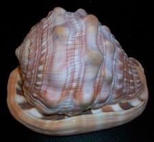 Vintage Natural Bullmouth Helmet Conch Sea Snail Seashell Shell Fish Tank Decor picture