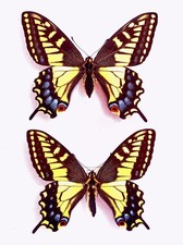 PAPILIO ZELICAON ZELICAON