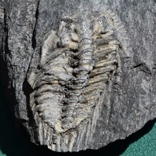 Trilobite, Leonaspis chacaltayana - Bolivia silurian - trilobite fossil picture