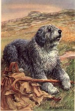 Old English Sheepdog CUSTOM MATTED Small 5 x 7 - Dog Art Print - German : NEW U picture