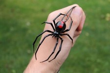 Pendant Spider Black Widow, pendant Blown glass Spider,Hanging Spider Black Wido picture