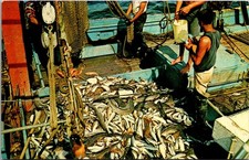 Provincetown Cape Cod Fishing Boat Catch Vintage Postcard 4P25-27 picture
