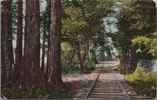 1909 Mt Tamalpais Railway Vintage Wooden Railway Vinatge Postcard picture