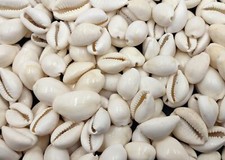 White Cowrie Seashells Bulk Cypraea (Approx. half cup +/-40 shells 0.5+ inches) picture