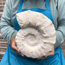 4.62LB Rare natural rough polished white conch fossil Mineral specimens 5782 picture