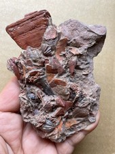 217g Beautiful Red Calceola in rock Landscape stone picture