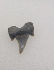 Rare Parotodus Pavlovi Shark Tooth Fossil Sheppey England Not Benedeni  picture