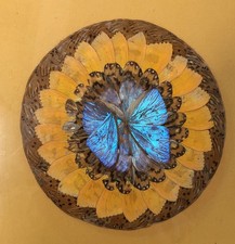Vintage Brazilian Real Butterfly Wing Blue Morpho Wall Art 14” X 14” picture