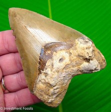 Megalodon Shark Tooth 4.20” Real Fossil XL BIG ORANGE & SERRATED picture