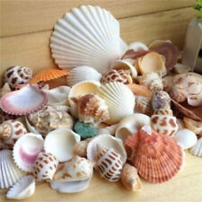 100g Beach Mixed SeaShells Mix Sea Shells Shell Craft SeaShells Aquarium Deco Sn picture
