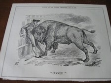 1898 Original POLITICAL CARTOON - SPANISH AMERICAN War AMERICAN BISON Bull Fight picture