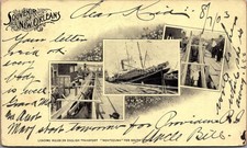 1903 New Orleans Montezuma Mules for South Africa Private Mailing Card picture