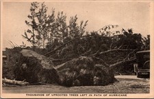 Vintage Real Photo Postcard - Thousands of Uprooted Trees Hurricane Damage picture