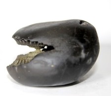 Golden Hayagriva Shaligram wt-134 gram size 2.25 inch picture