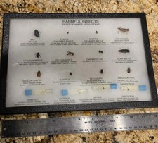 Vintage Harmful Insects Display Collection Taxidermy RARE Bugs picture
