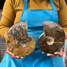 3.56LB 2pc Natural Tentacle Ammonite Fossil Specimen Shell Healing Madagascar picture
