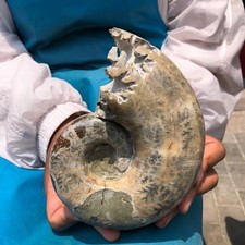 3.56LB Rare Natural Tentacle Ammonite Specimen Healing Madagascar picture