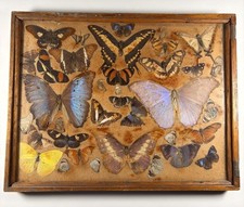 Vintage Butterfly Specimen Display Shadow Box Blue Morpho Entomology Art 16x12.5 picture