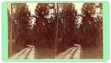 SOUTH CAROLINA STEREOVIEW - Aiken - Road to Bartons - JA Palmer 1880s picture
