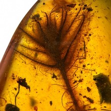 UNUSUAL FLOWER in Burmese / Burmite amber fossil / 100% genuine amber picture