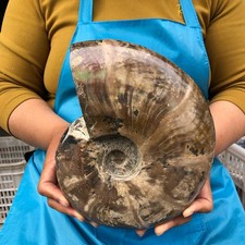 6.57LB Large Natural Beautiful Ammonite Fossil Conch Crystal Specimen Healing picture
