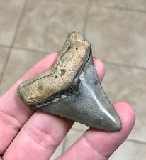 SUPERBLY GORGEOUS & UNCOMMON- 2.41” -GOLDEN BEACH,FL-MEGALODON SHARKTOOTH FOSSIL picture