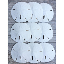 10 Florida Keyhole Sand Dollars | Beach Wedding Decor | Craft Projects 2- 2 1/2