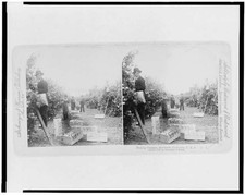 Photo:Riverside California c1898 Picking Oranges Harvesting Stereograph picture