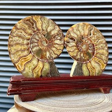 6 lb Split Ammonite Fossil Pair Wood Stand Polished Specimen Collector Gift picture