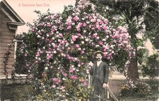 Los Angeles California Wild Rose Tree Early 1900s Vtg Postcard H49 picture