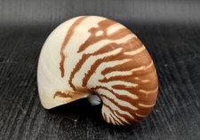 Natural Nautilus Seashell Nautilus Pompilius (1 shell approx. 4+ inches) picture