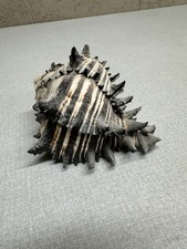 Radish Murex Seashell Conch Hexaplex Radix Gemlin Striped with Points picture
