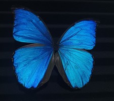 Morpho didius - Blue butterflies Closed wings A1 (10 Specimens with closed wings picture