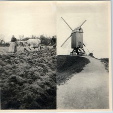 x2 LOT c1910s Savenay France Snapshot Photos Windmill Oxen Plow Farm Peasant Vtg picture