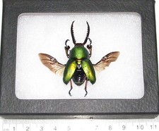 Lamprima adolphinae GREEN FORM MALE stag beetle mounted wings spread FRAMED picture