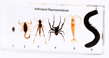 Arthropod Representatives Specimen Paperweight Taxidermy Collection Resin picture