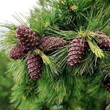 Cedar sibirica 20 PCS fresh seeds for planting from Syberia, Pinus sibirica seed picture