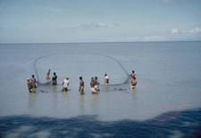 Seine Fishing In Trinidad Fishermen use a seine net to catch fish - 1960 Photo picture