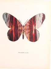Pikes Peak (butterfly postcard collage) picture