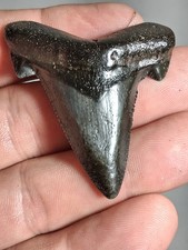 2.24  Suwannee River Auriculatus Shark Tooth Rare Florida picture