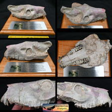 Oreodont Upper Skull, Merycoidodon, Fossil, Badlands S Dakota, Oligocene, O1621 picture