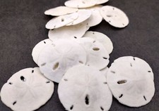Florida Keyhole Sand Dollar Shells Mellita (10 sand dollars approx. 1+ inches) picture
