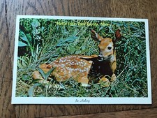 Hello from Park Rapids Minnesota Greetings Deer Scene Postcard picture