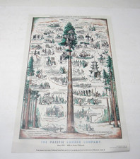 Pacific Lumber Company Scotia California 1958 11 x 17
