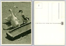 Vintage 1956 SOS-Kinderdorf Postcard Ducks Mimmler Photo Tyrolia Tiefdruck picture