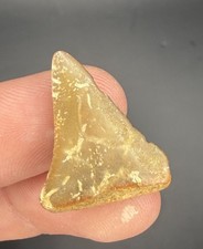 Worn GREAT WHITE Shark Tooth Fossil 1.06” from California picture