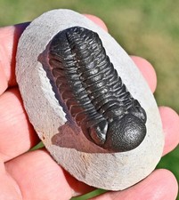 Trilobite Fossil, Phacops sp, from Morocco #2 picture