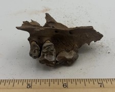 Crocuta crocuta spelaea SKULL TEETH 3” Cave Hyena 10,000++ Yrs Old CH CH308 picture